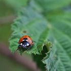 Käfer mit Herz