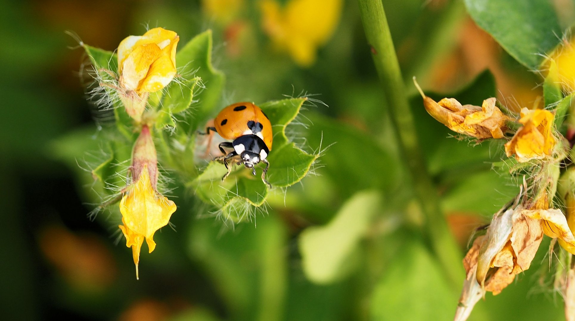 Käfer mit Herz