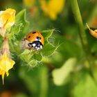 Käfer mit Herz