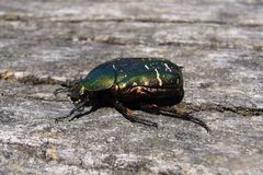 Käfer mit Lackschäden