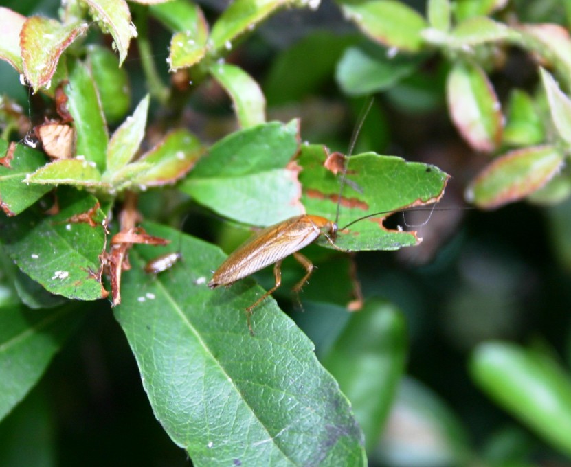 Käfer mit langen Fühlern