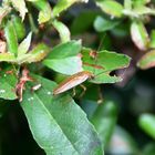 Käfer mit langen Fühlern
