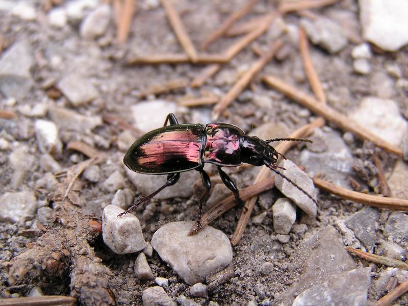 Käfer mit Metallic-Lackierung