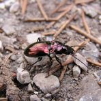 Käfer mit Metallic-Lackierung