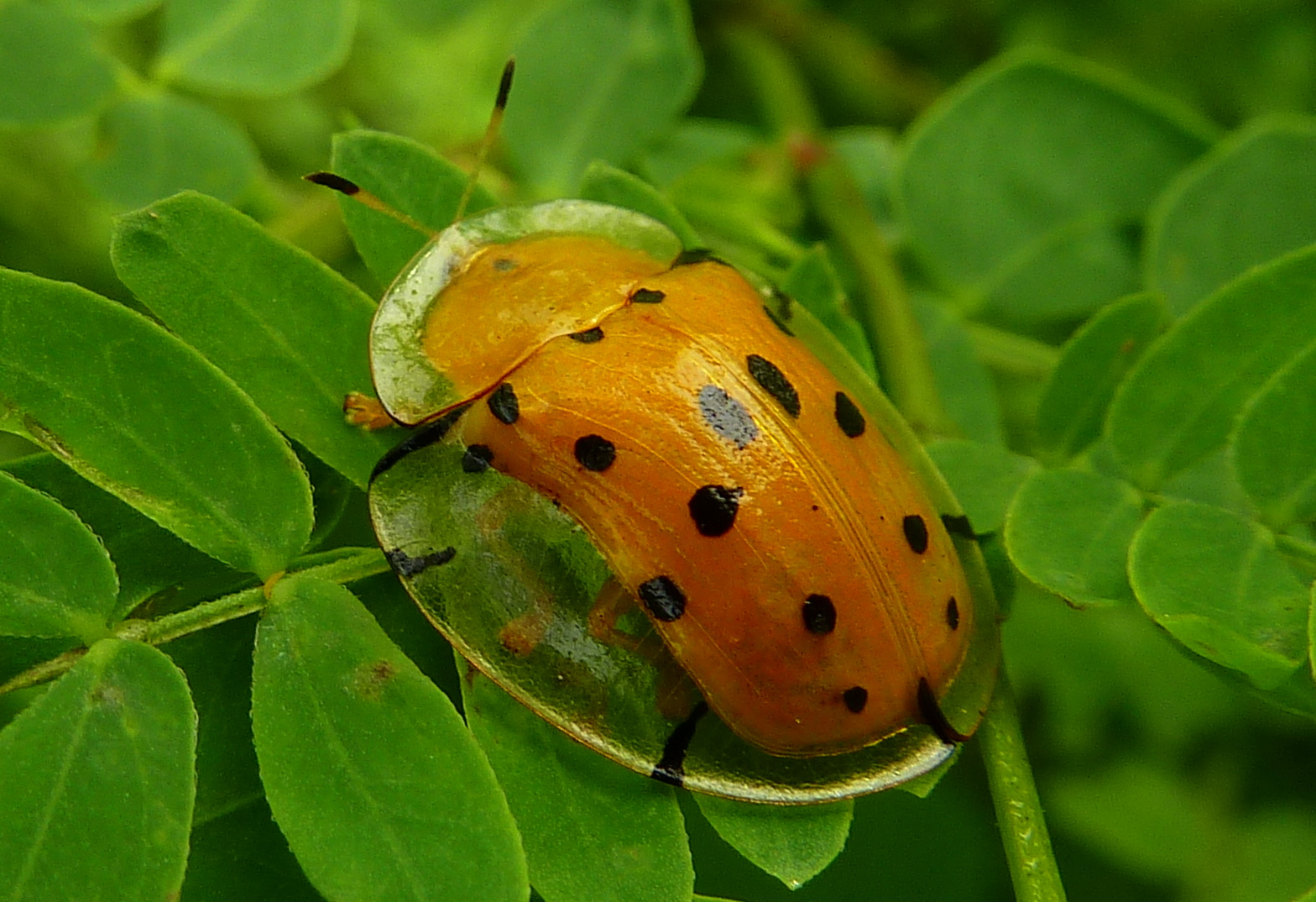 Käfer mit Regenschirm