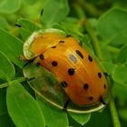 Käfer mit Regenschirm