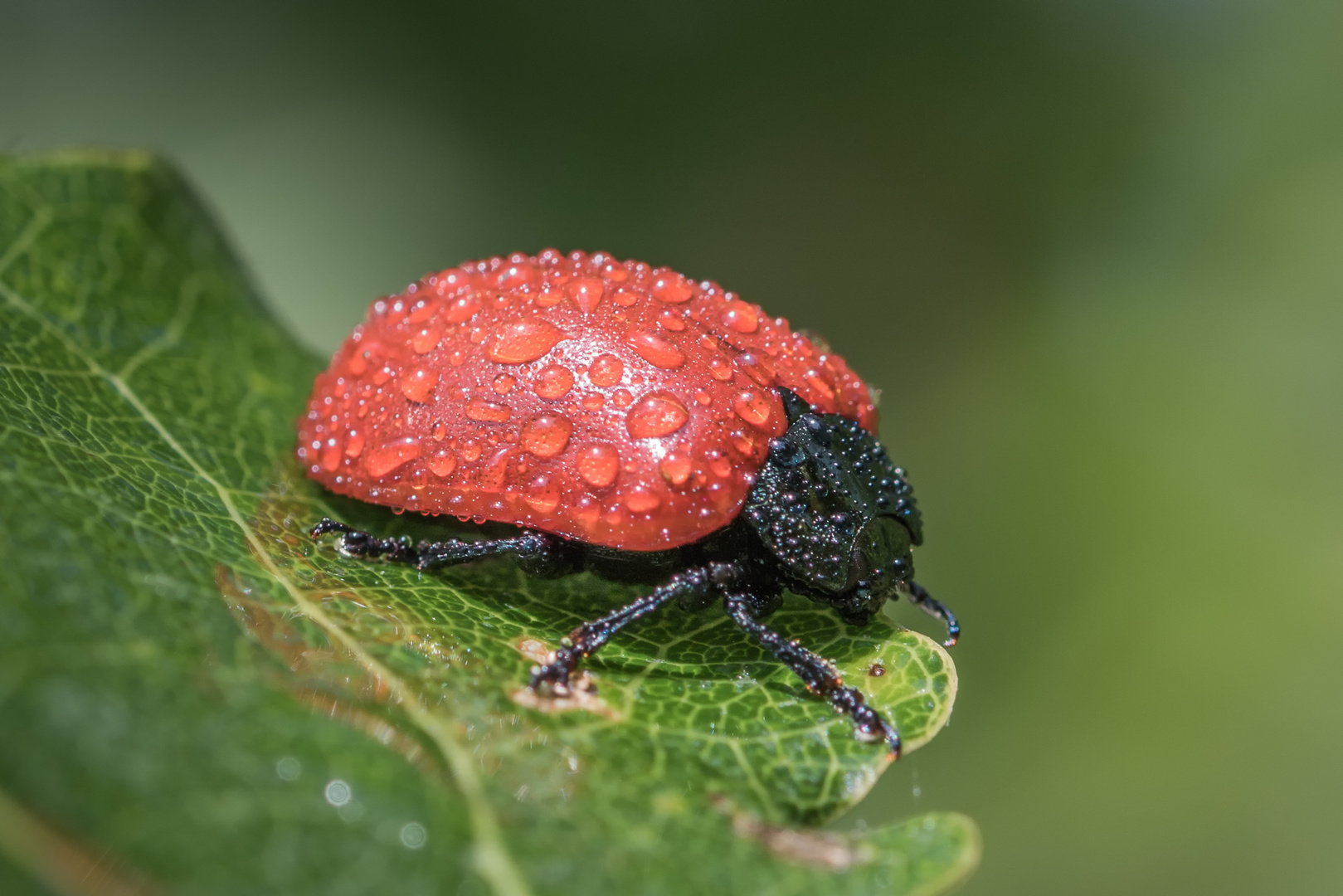 Käfer mit Regentropfen 