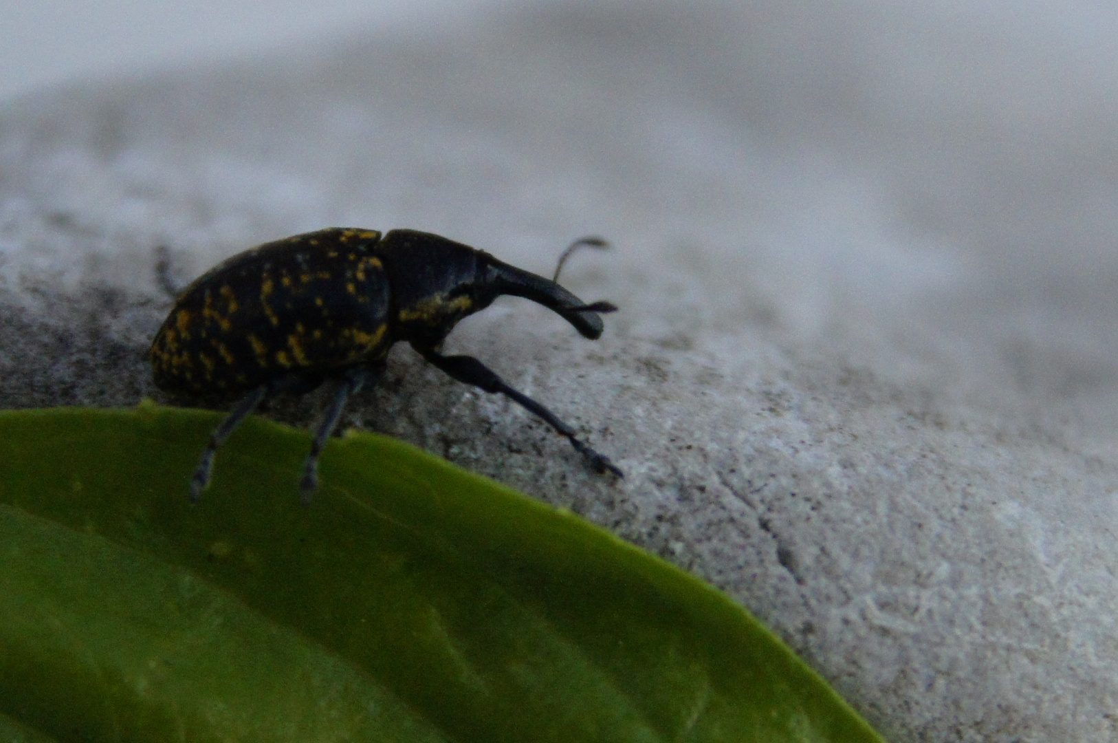 Käfer Mit Rüssel Im Haus Käfer Mit Rüssel Im Haus