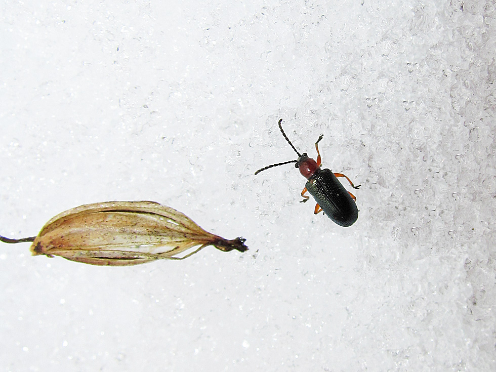 Käfer mit Schote