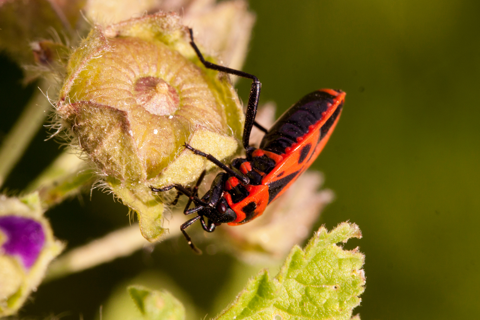 Käfer mit schwarzen Dreiecken