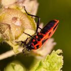 Käfer mit schwarzen Dreiecken