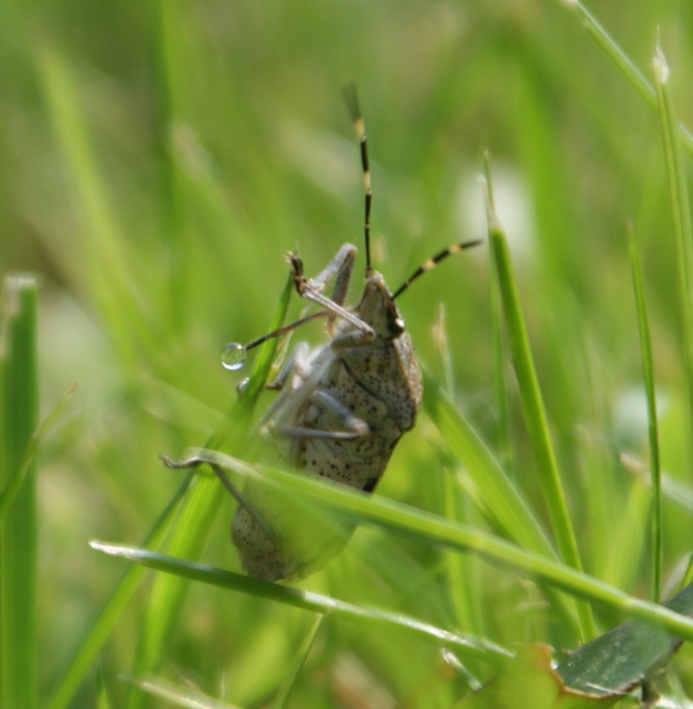 Käfer mit Wasservorrat