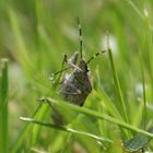 Käfer mit Wasservorrat