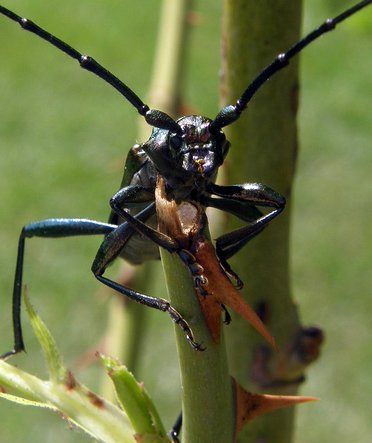 Käfer (Moschuskäfer ??)