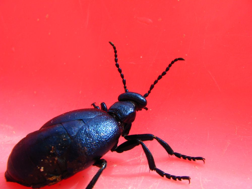 käfer nah von hinten