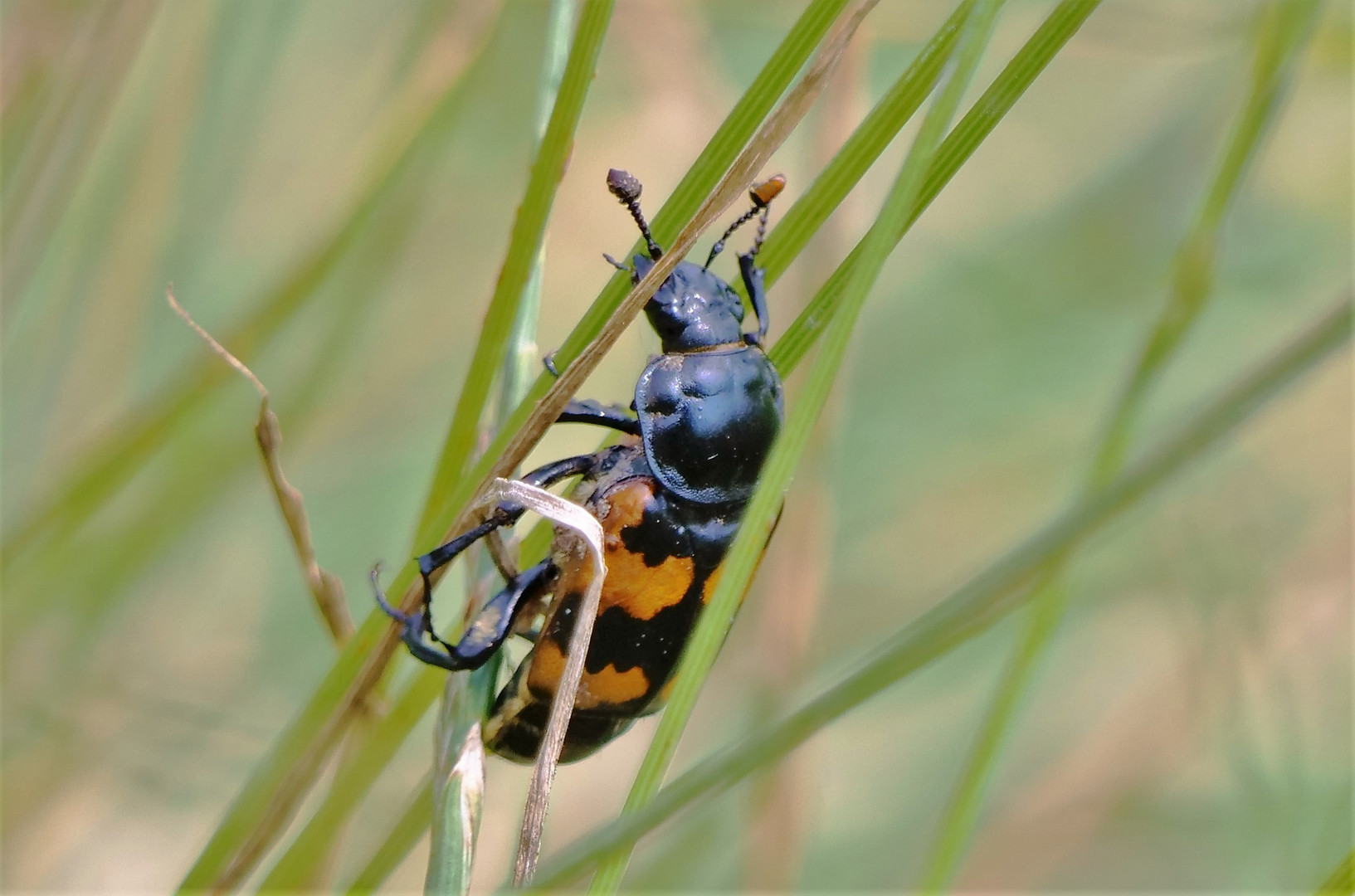 Käfer Namen`s Totengräber.