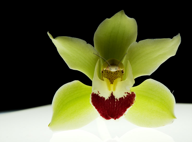 Käfer oder Blume