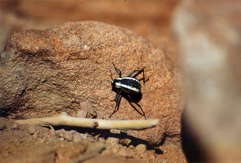 Käfer oder Spinne ??