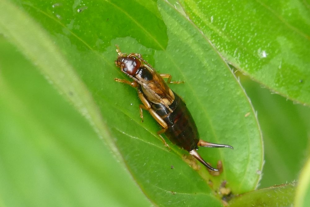 Käfer (Ohrenkriecher)