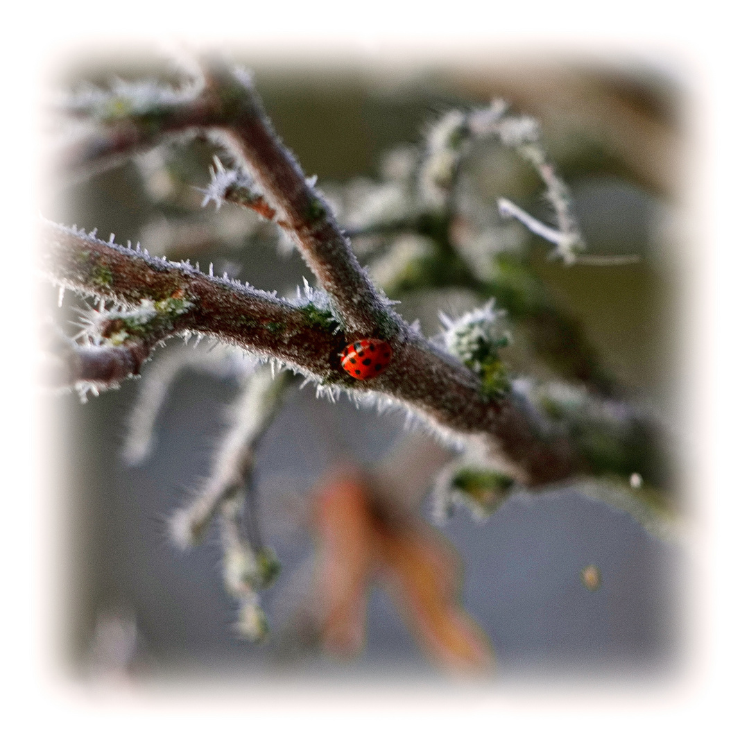 Käfer on ice