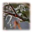 Käfer on ice