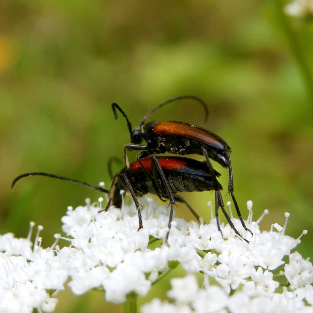 Käfer P6150557