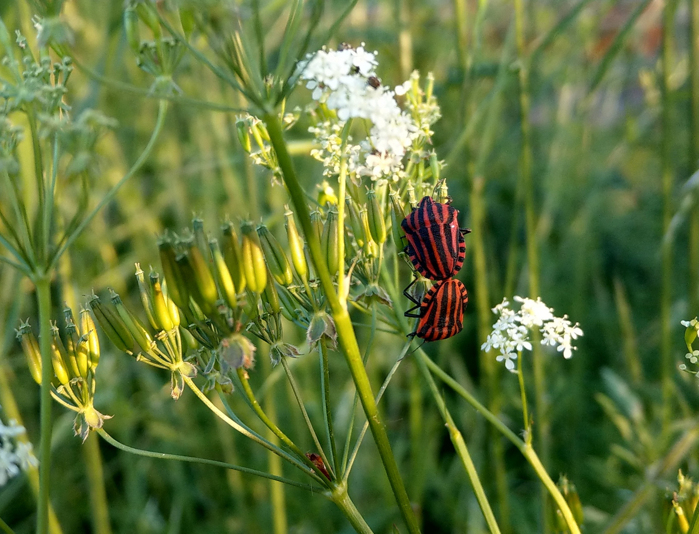 Käfer Romantik