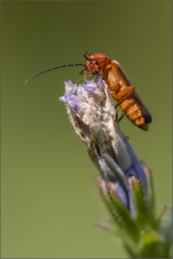 Käfer rot