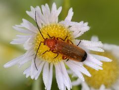 Käfer rot