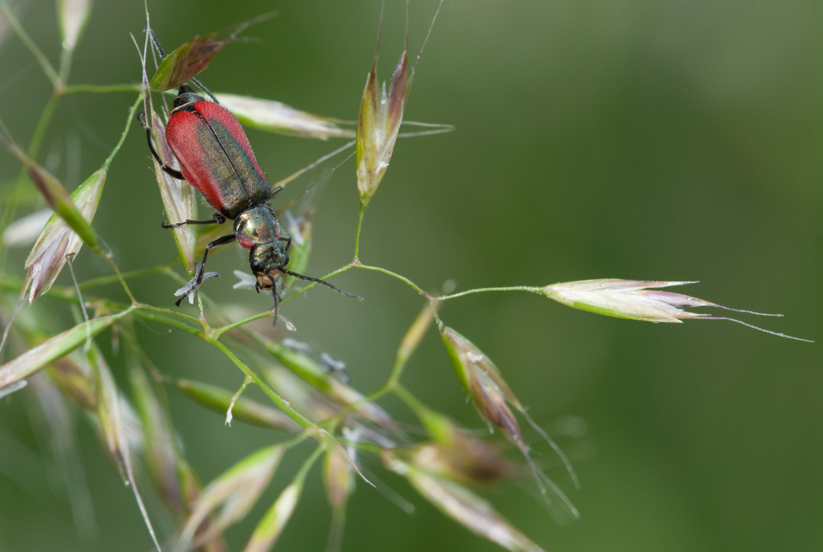 Käfer rot/gold