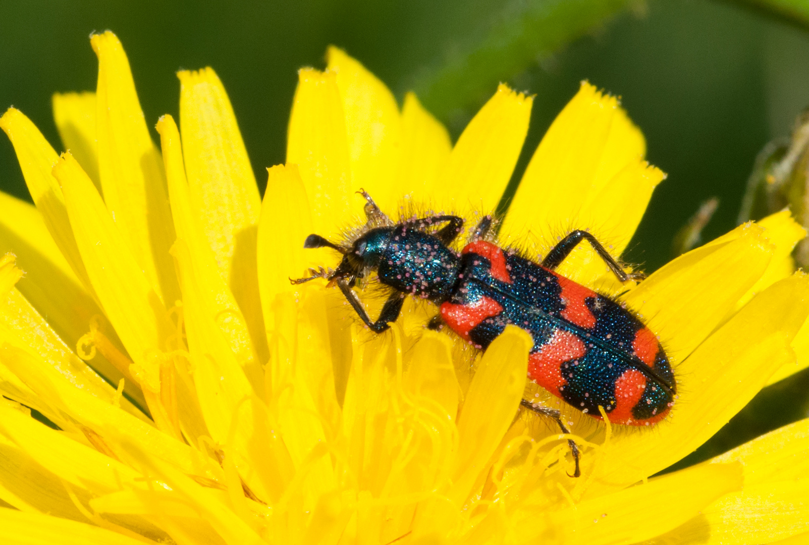 Käfer rot/schwarz