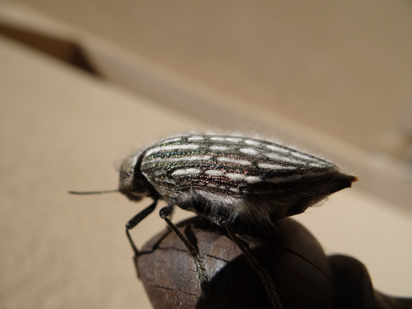Käfer, schillernd wie Glitter in allen Farben mit Pelzbesatz, kenne den Namen nicht