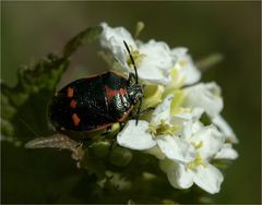 Käfer - schwarzrot