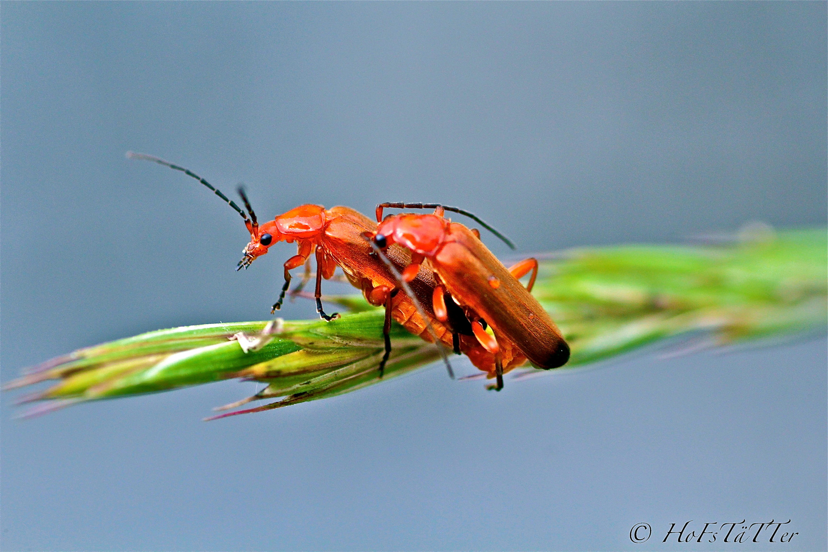 Käfer Sex