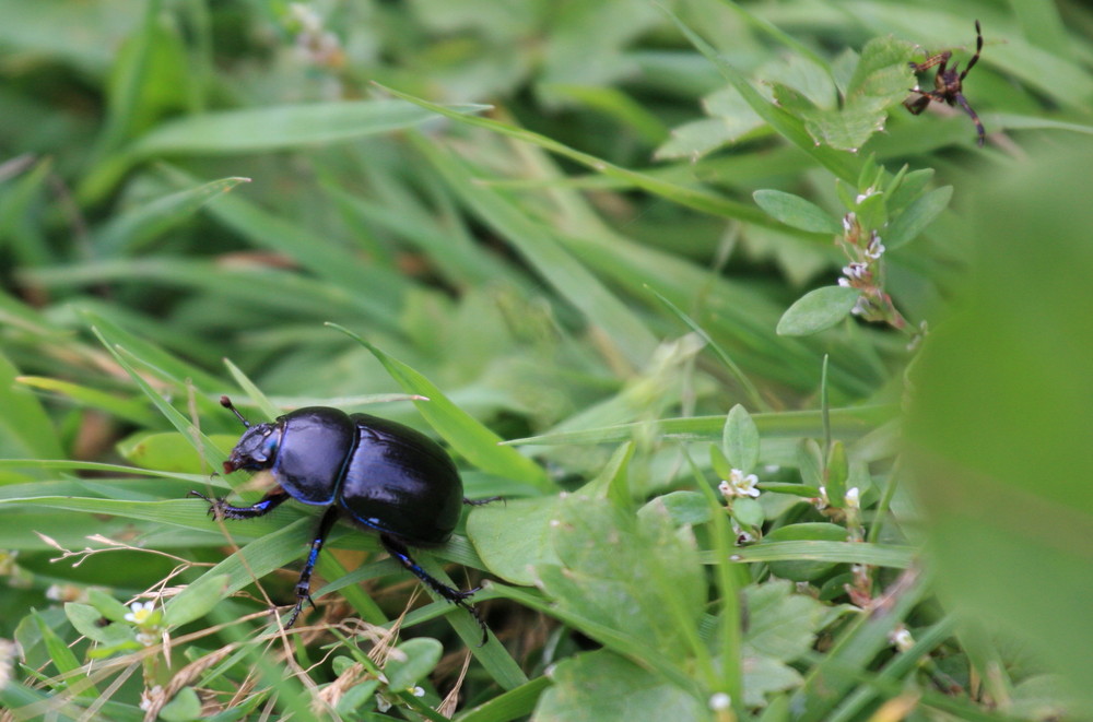 Käfer / Spinne?