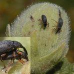 Käfer - Spitzmaul-Rüssler, eine Plage für jede Stockrose
