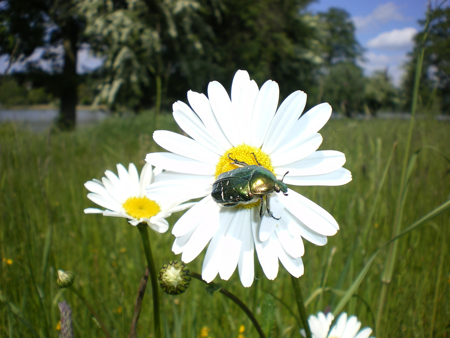 Käfer sucht Margarite