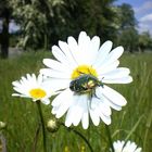 Käfer sucht Margarite