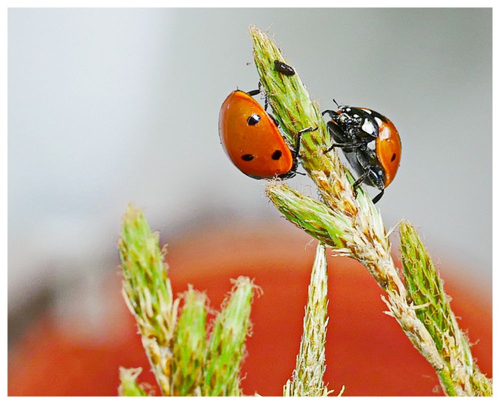 KäferTreffen Foto & Bild fotos, makro, natur Bilder auf