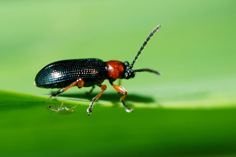 Käfer trifft Blattlaus - oder auch nicht :)