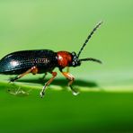 Käfer trifft Blattlaus - oder auch nicht :)