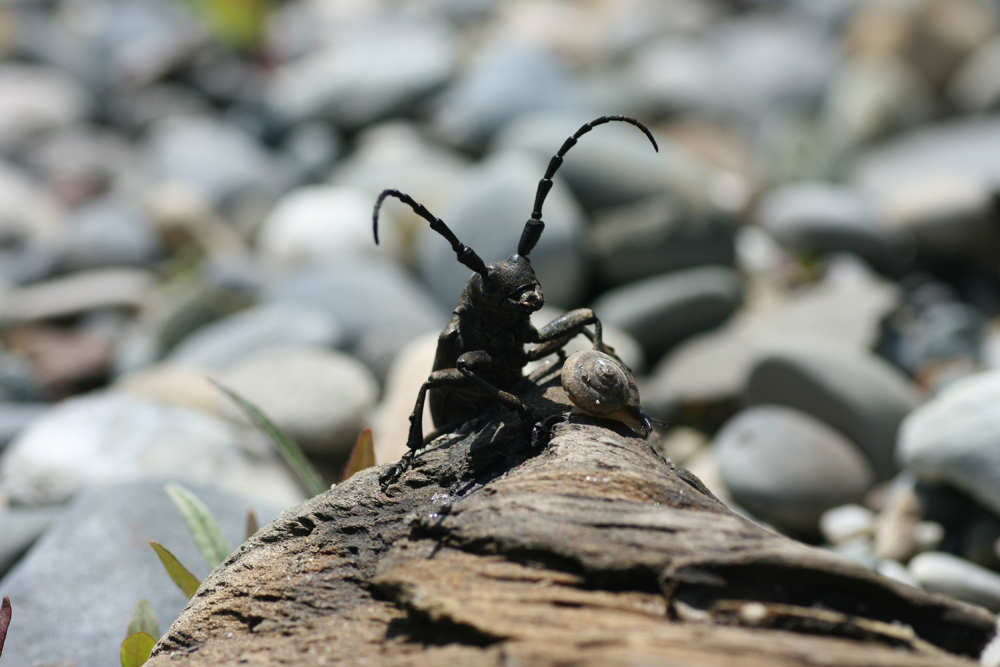 Käfer trifft Schnecke