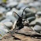 Käfer trifft Schnecke