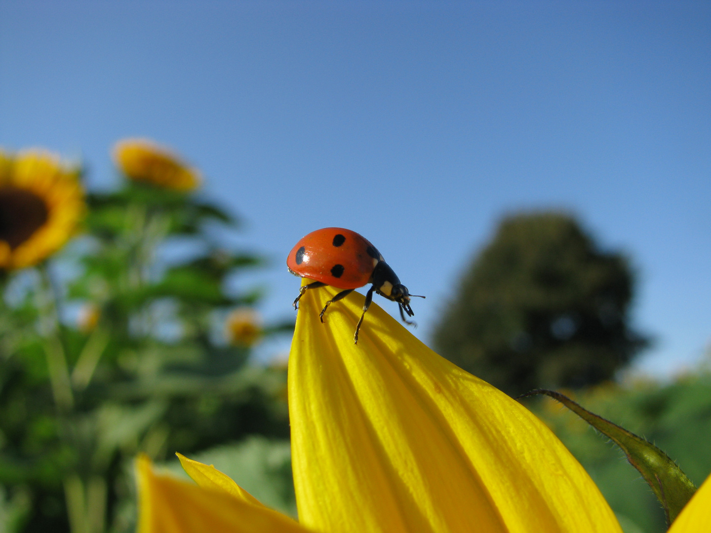 Käfer trifft Sonnenblume