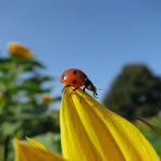 Käfer trifft Sonnenblume
