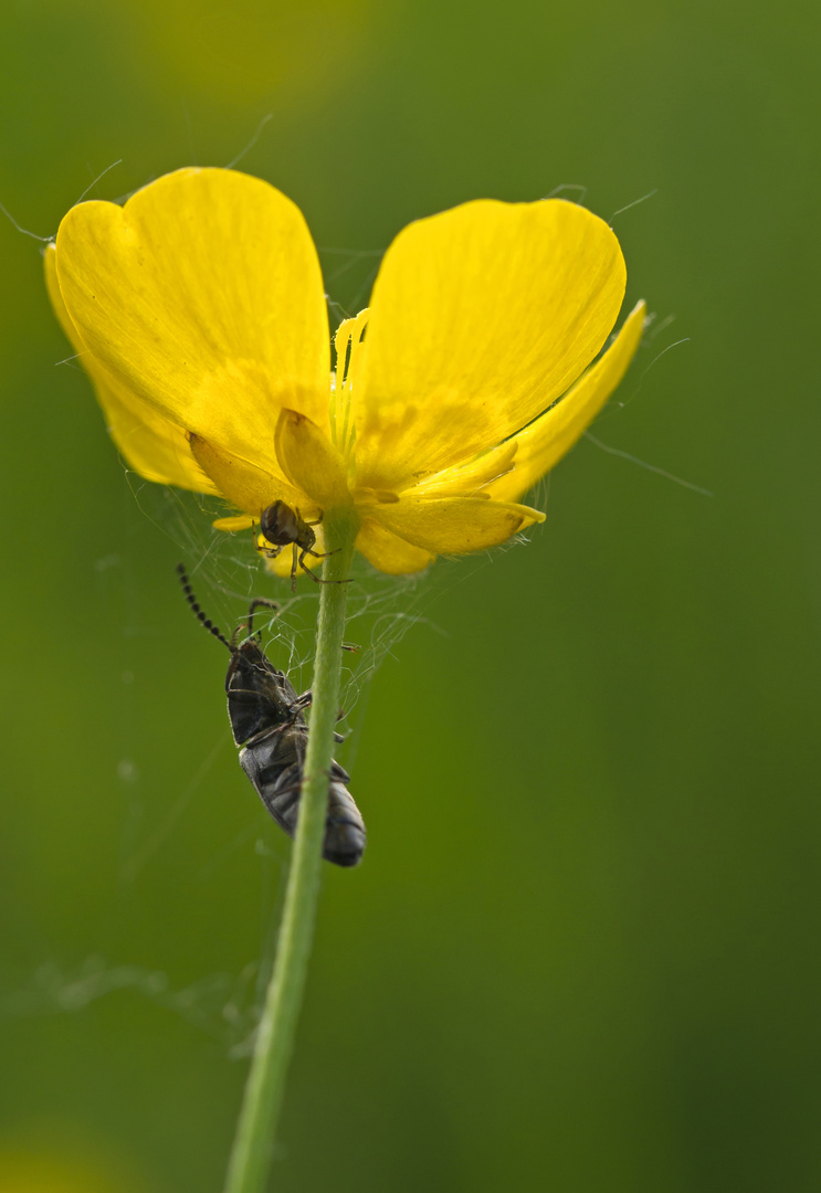 Käfer trifft Spinne