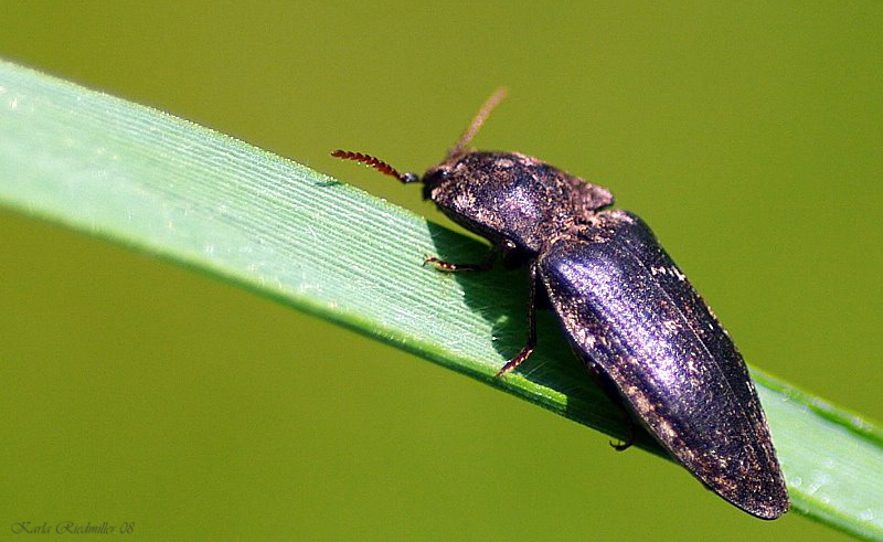 Käfer, unbekannt