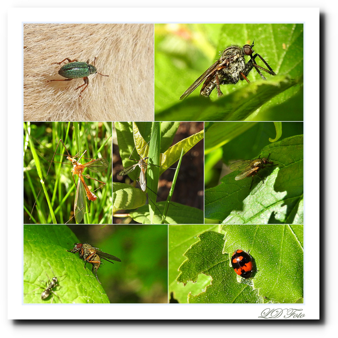 Käfer und Fliegen  im Versteck