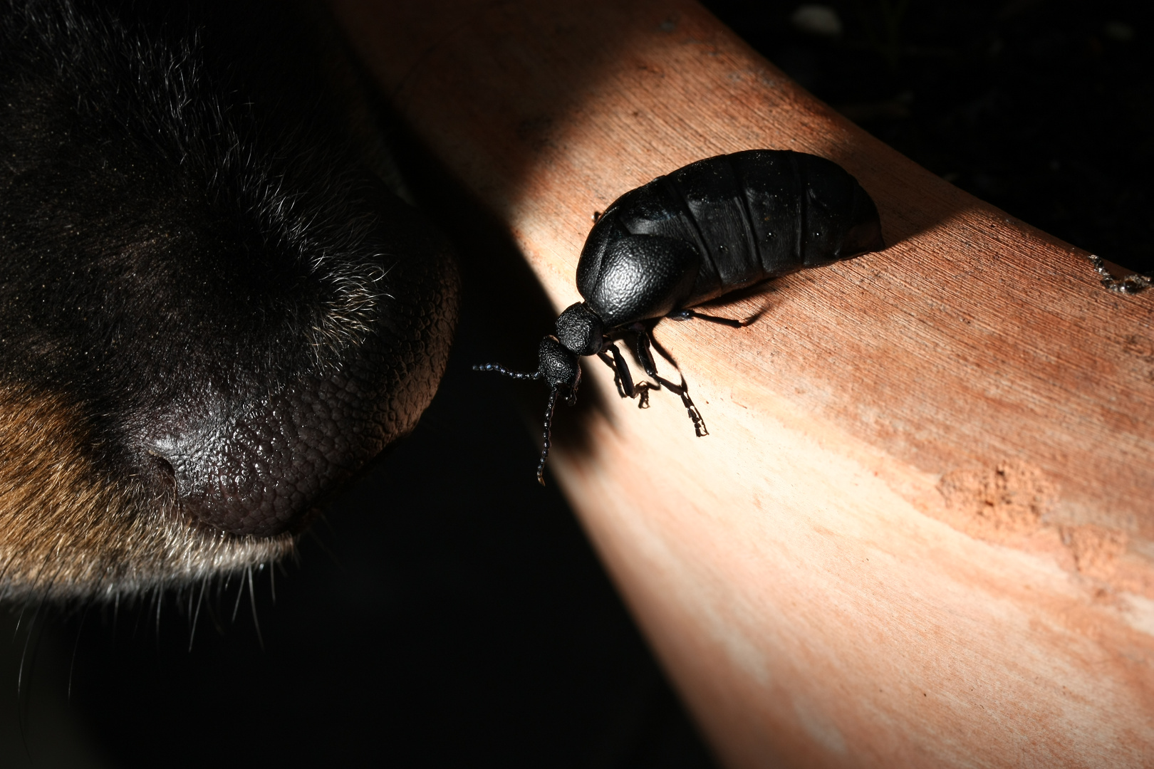 käfer und hund