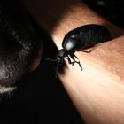 käfer und hund